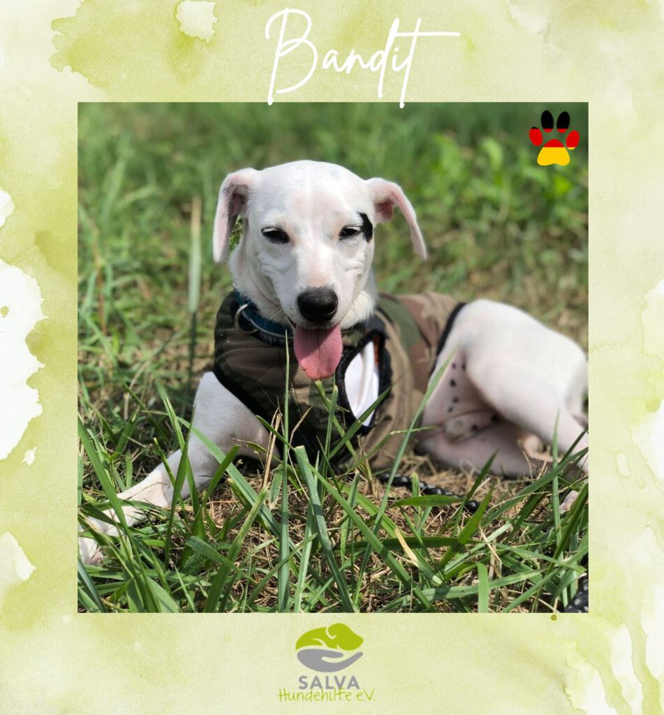Mischling Bandit - SALVA Motto im Juli: Handicap Hunde