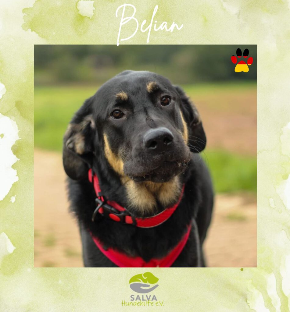 Mastin Belian - SALVA Motto im Juli: Handicap Hunde
