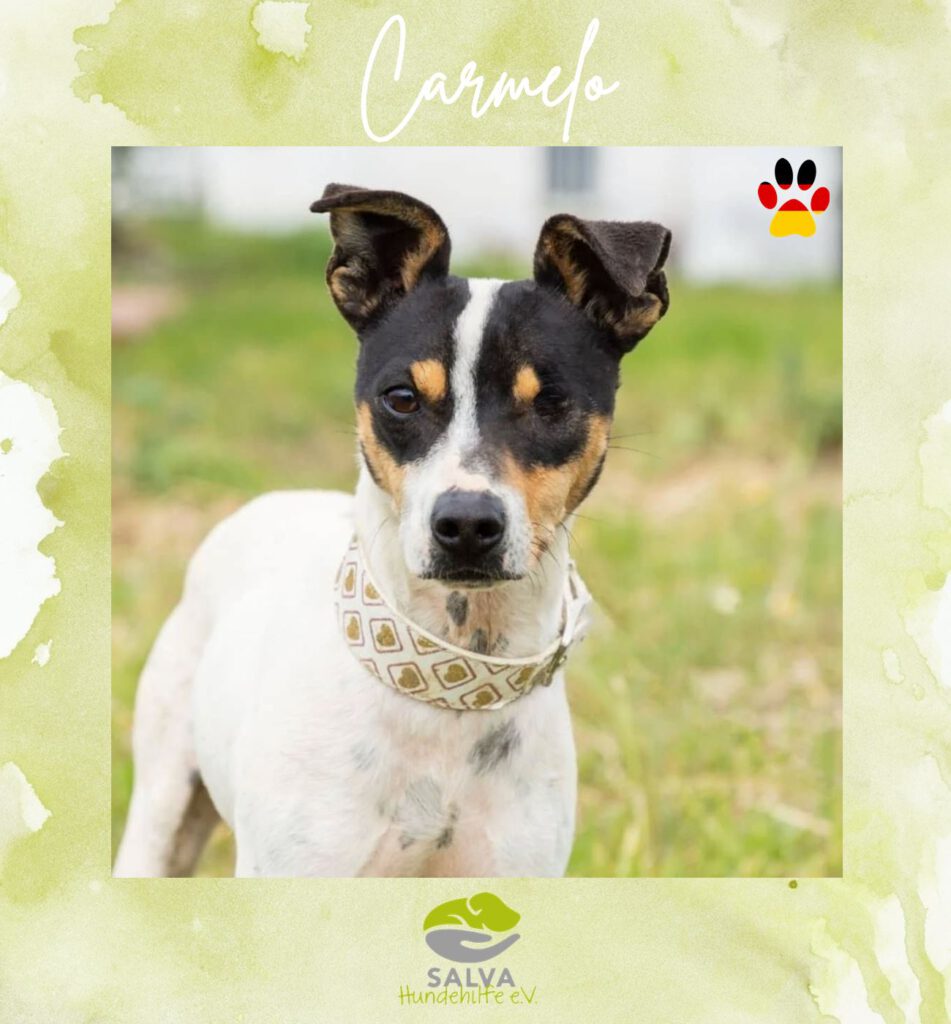 Bodeguero Carmelo - SALVA Motto im Juli: Handicap Hunde