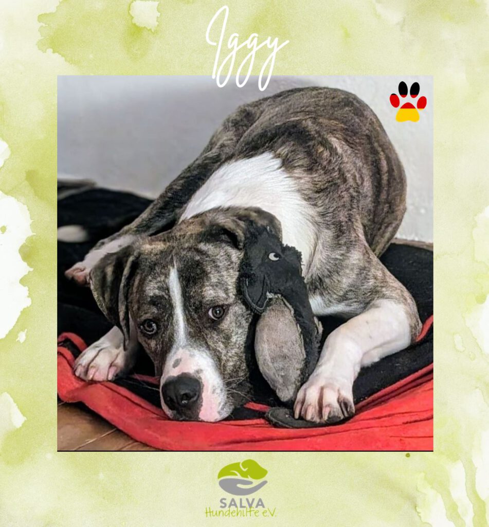 Mischling Iggy - SALVA Motto im Juli: Handicap Hunde
