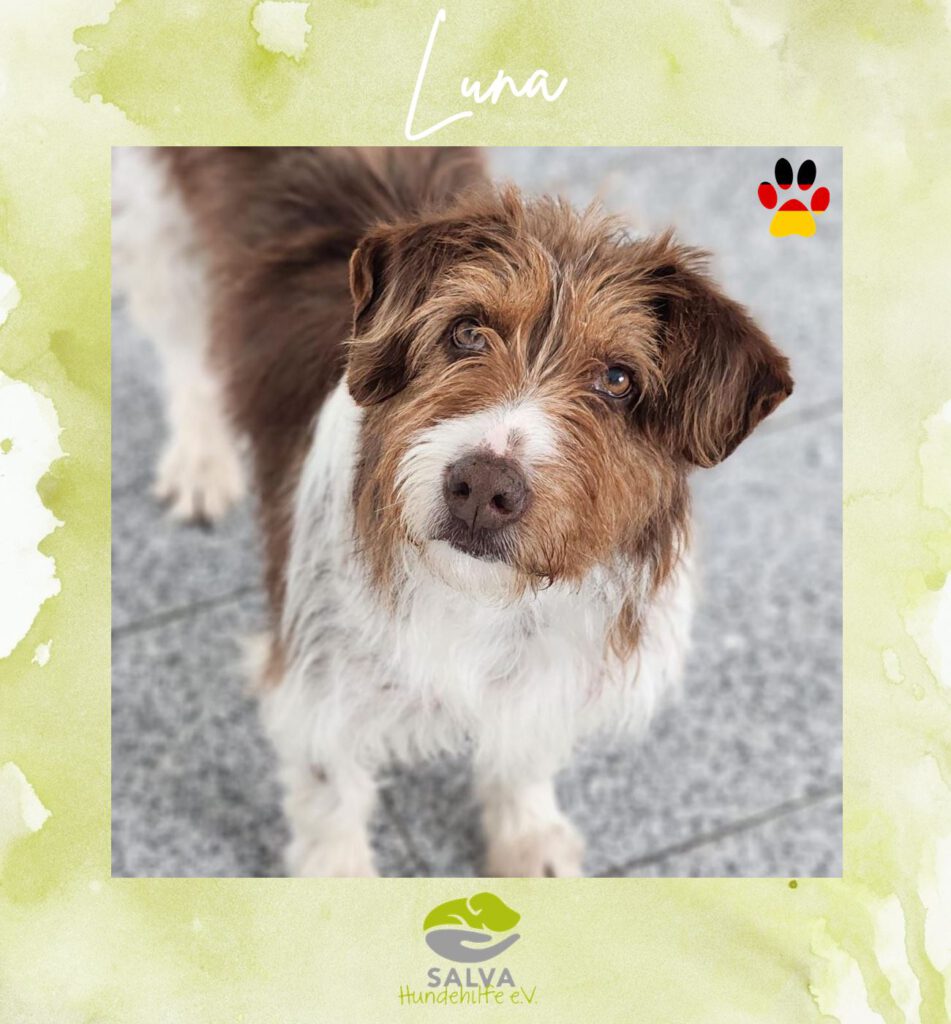 Mischling Luna - SALVA Motto im Juli: Handicap Hunde