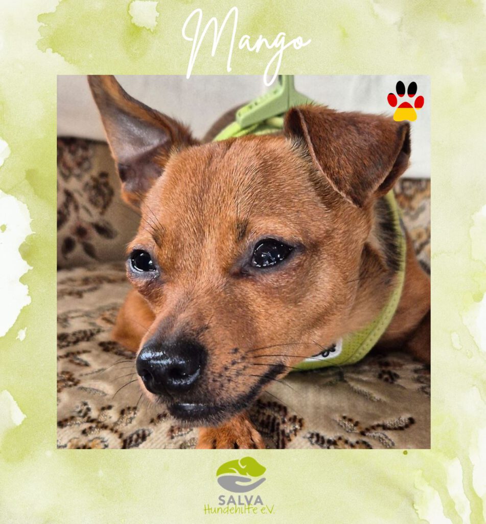 Pinscher Mischling Mango - SALVA Motto im Juli: Handicap Hunde