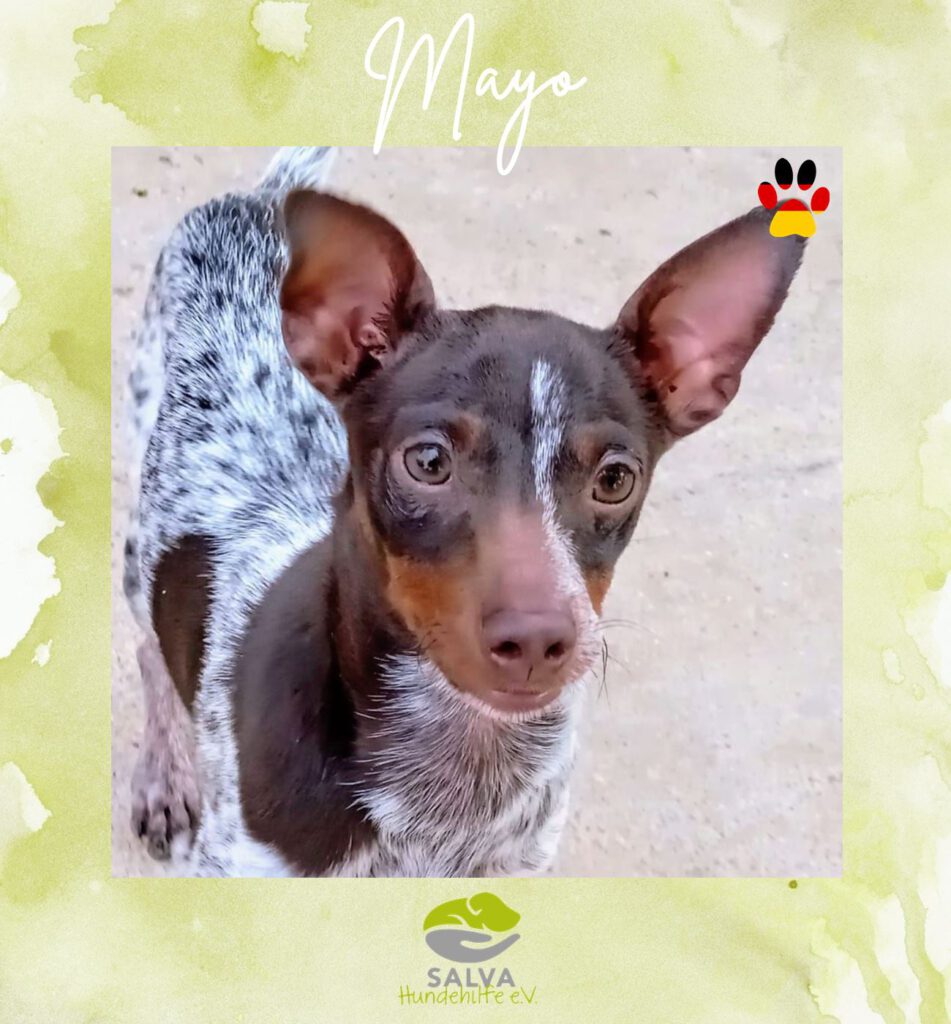 Mischling Mayo - SALVA Motto im Juli: Handicap Hunde