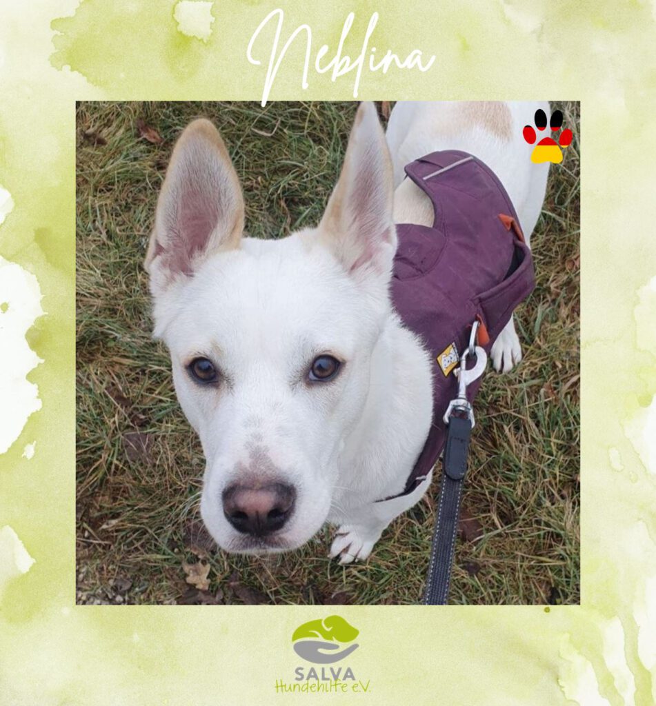 Mischling Neblina - SALVA Motto im Juli: Handicap Hunde