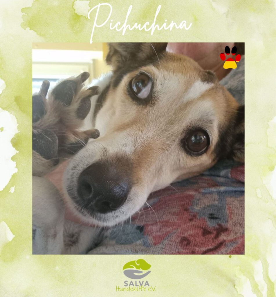 Bodeguero Mischling Pichuchina - SALVA Motto im Juli: Handicap Hunde