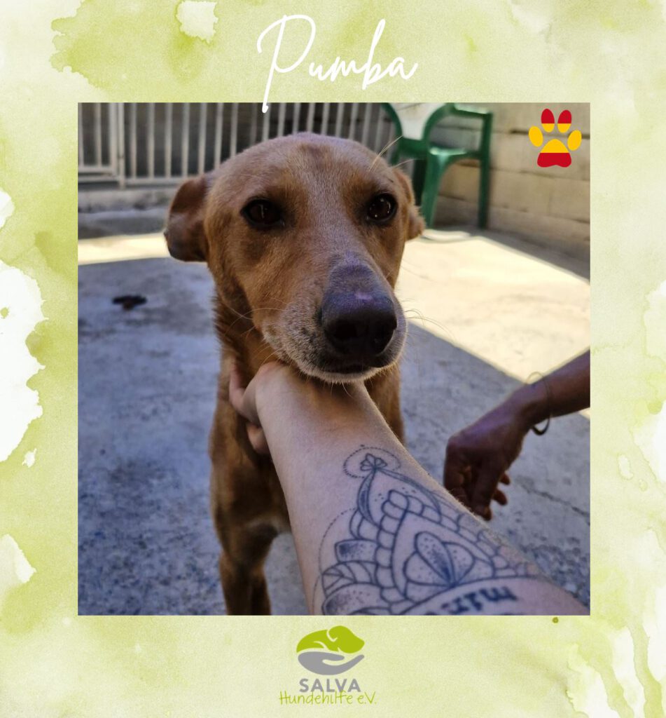 Podenco Pumba - SALVA Motto im Juli: Handicap Hunde