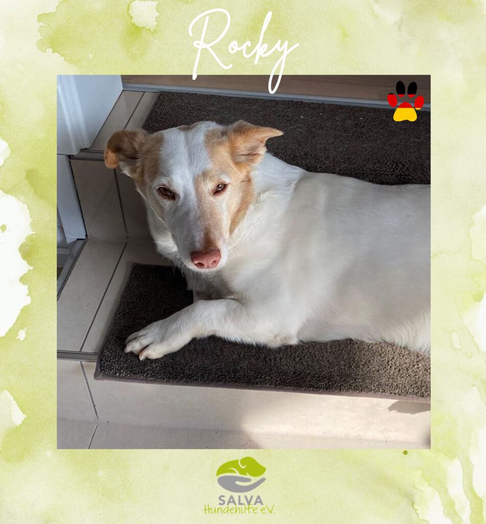 Podenco Maneto Rocky - SALVA Motto im Juli: Handicap Hunde