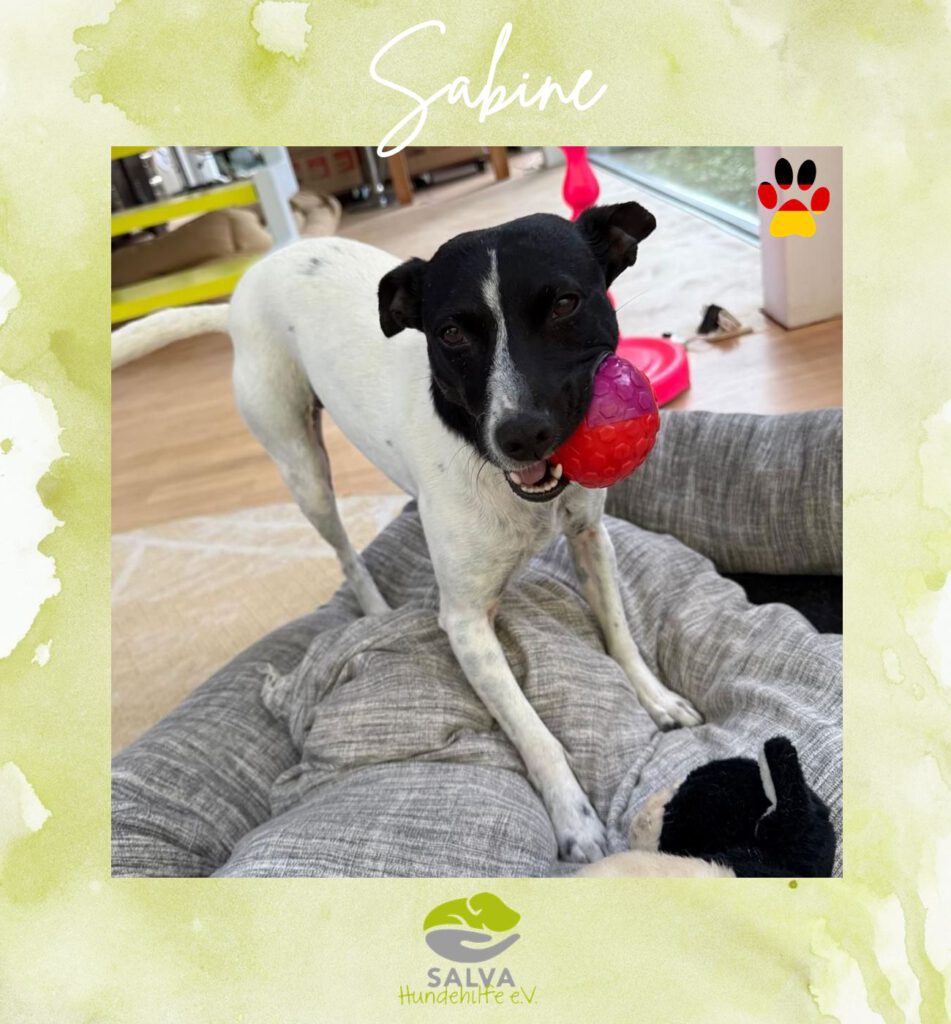 Bodeguero Mischling Sabine - SALVA Motto im Juli: Handicap Hunde