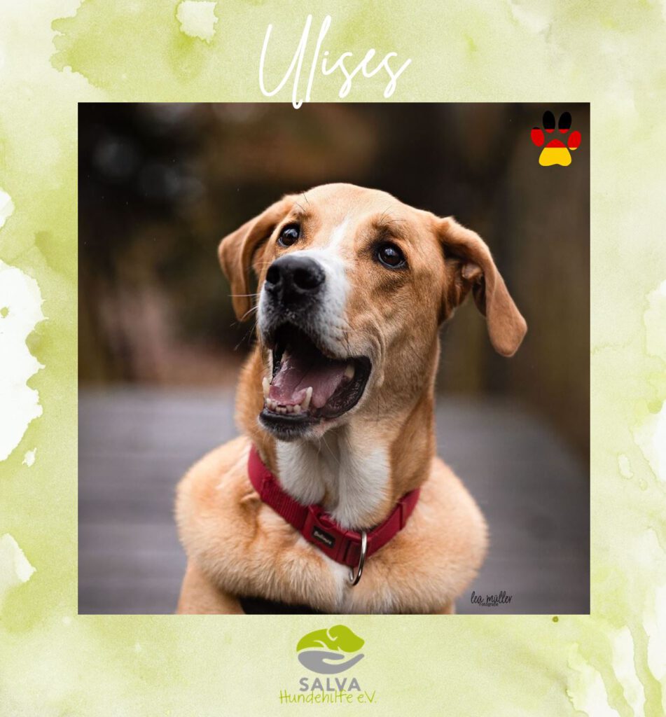 Dogge Mischling Ulises - SALVA Motto im Juli: Handicap Hunde
