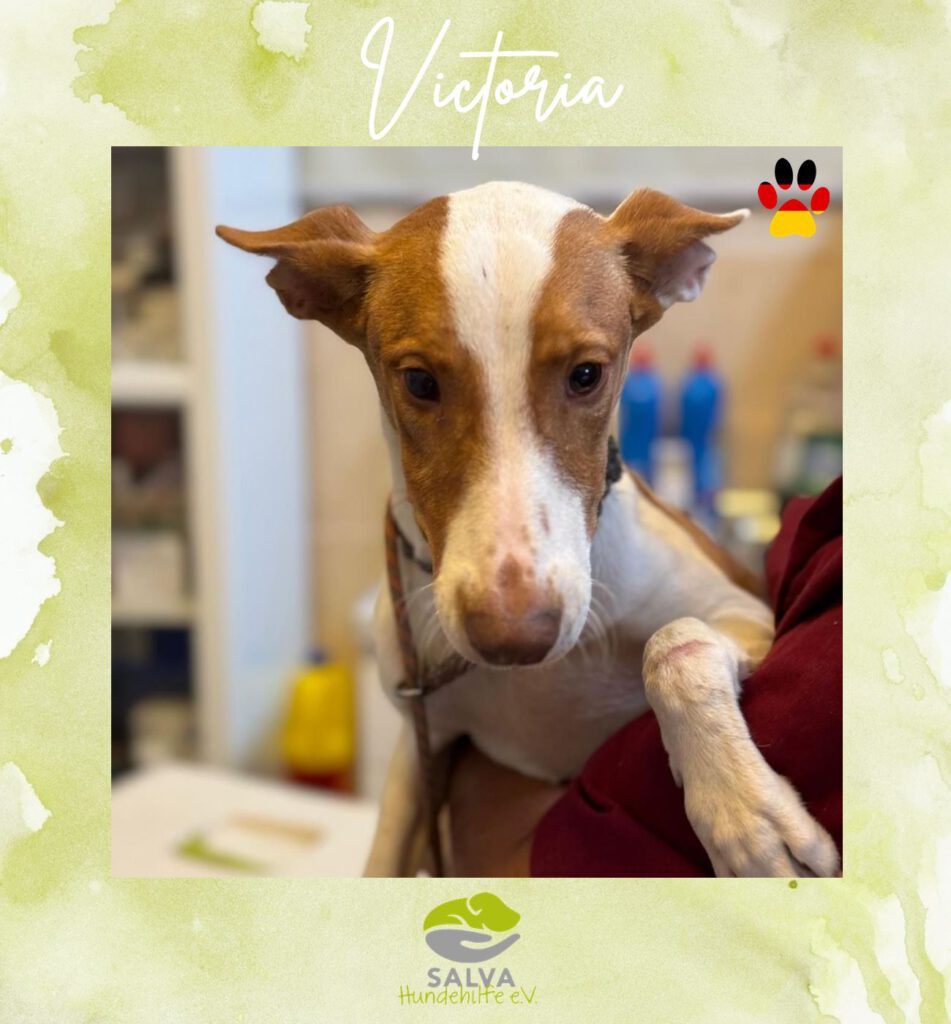 Podenco Victoria - SALVA Motto im Juli: Handicap Hunde