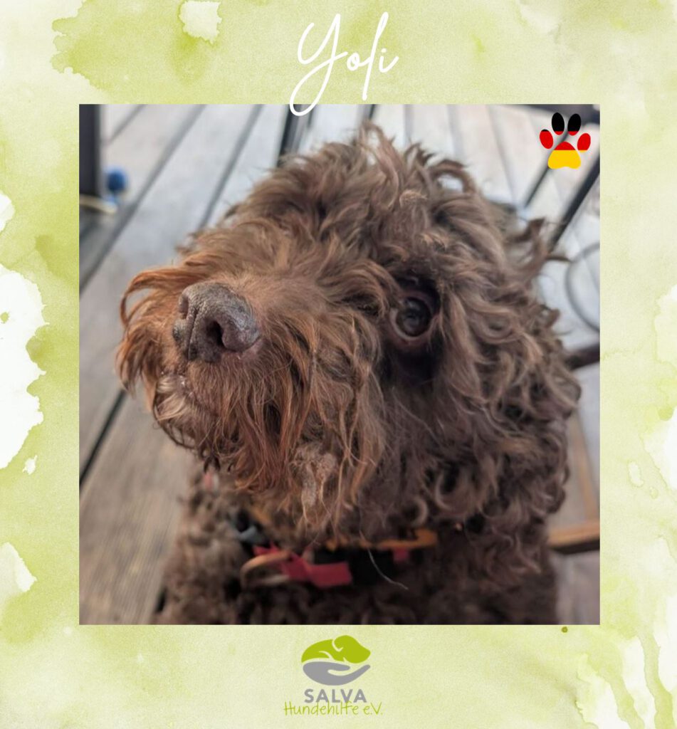 Wasserhund Yoli - SALVA Motto im Juli: Handicap Hunde
