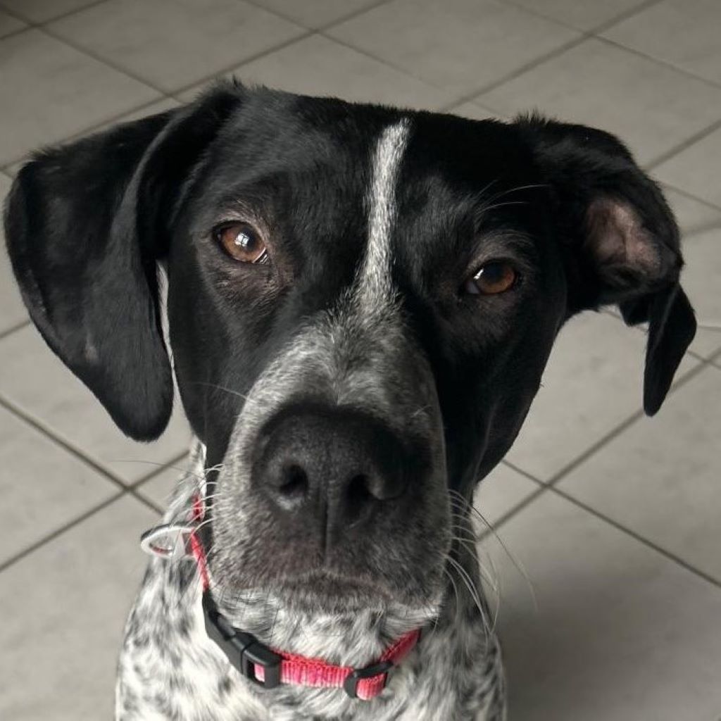 Pointer Mischling Aladin, 07/2024, ca. 50 cm, 47055 Duisburg