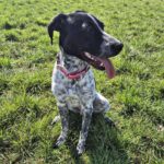 Pointer Mischling Aladin, 07/2024, ca. 50 cm, 47055 Duisburg
