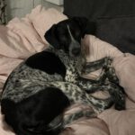 Pointer Mischling Aladin, 07/2024, ca. 50 cm, 47055 Duisburg