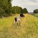 Pointer Mischling Aladin, 07/2024, ca. 50 cm, 47055 Duisburg
