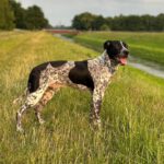 Pointer Mischling Aladin, 07/2024, ca. 50 cm, 47055 Duisburg