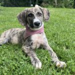 Mischling Amor, 03/2025, Endgröße ca. 50 cm, 25704 Nindorf