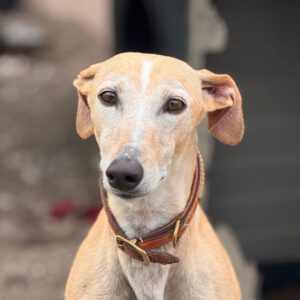 Galgo Anabel, 04/2020, ca. 65 cm