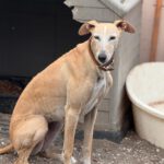 Galgo Anabel, 04/2020, ca. 65 cm
