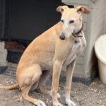 Galgo Anabel, 04/2020, ca. 65 cm