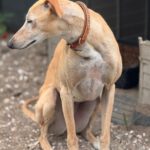 Galgo Anabel, 04/2020, ca. 65 cm