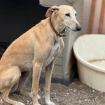 Galgo Anabel, 04/2020, ca. 65 cm