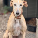 Galgo Anabel, 04/2020, ca. 65 cm