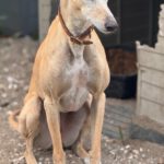 Galgo Anabel, 04/2020, ca. 65 cm