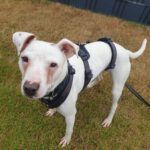 Bodeguero Mischling Ariel, 05/2023, ca. 45 cm, 52224 Stolberg