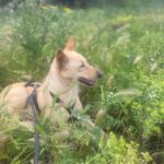 Podenco Arriana, 07/2023, ca. 48 cm