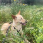 Podenco Arriana, 07/2023, ca. 48 cm