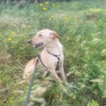 Podenco Arriana, 07/2023, ca. 48 cm