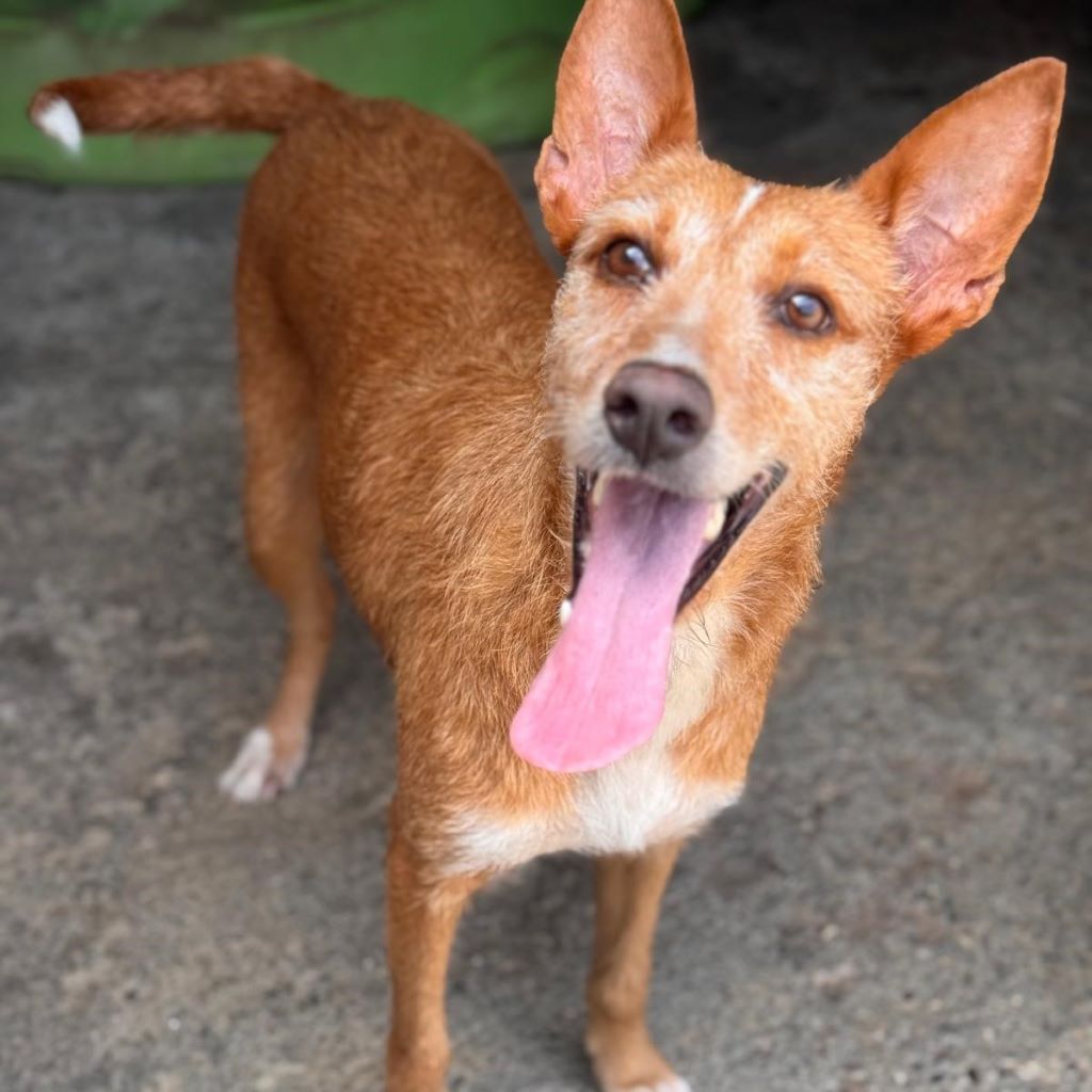 Podenco Astrid, 07/2023, ca. 40 cm