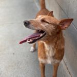 Podenco Astrid, 07/2023, ca. 40 cm
