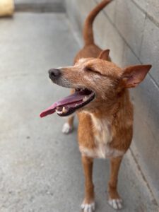 Podenco Astrid, 07/2023, ca. 40 cm