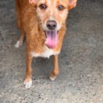 Podenco Astrid, 07/2023, ca. 40 cm