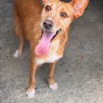 Podenco Astrid, 07/2023, ca. 40 cm