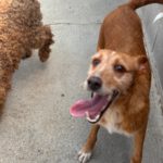 Podenco Astrid, 07/2023, ca. 40 cm