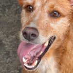 Podenco Astrid, 07/2023, ca. 40 cm