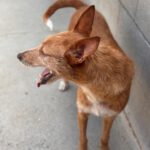 Podenco Astrid, 07/2023, ca. 40 cm