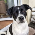 Mischling Atenea, 09/2023, ca. 43 cm, 35423 Lich