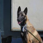 Malinois Mischling Athos, 06/2023, ca. 65 cm
