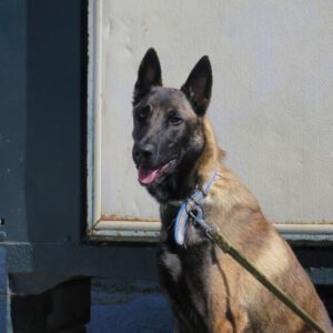 Malinois Mischling Athos, 06/2023, ca. 65 cm