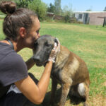 Malinois Mischling Athos, 06/2023, ca. 65 cm