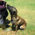 Malinois Mischling Athos, 06/2023, ca. 65 cm