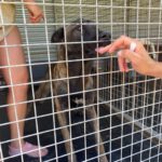 Malinois Mischling Athos, 06/2023, ca. 65 cm
