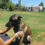 Malinois Mischling Athos, 06/2023, ca. 65 cm