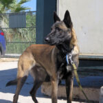 Malinois Mischling Athos, 06/2023, ca. 65 cm