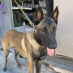 Malinois Mischling Athos, 06/2023, ca. 65 cm