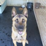Malinois Mischling Barril, 01/2023, ca. 65 cm